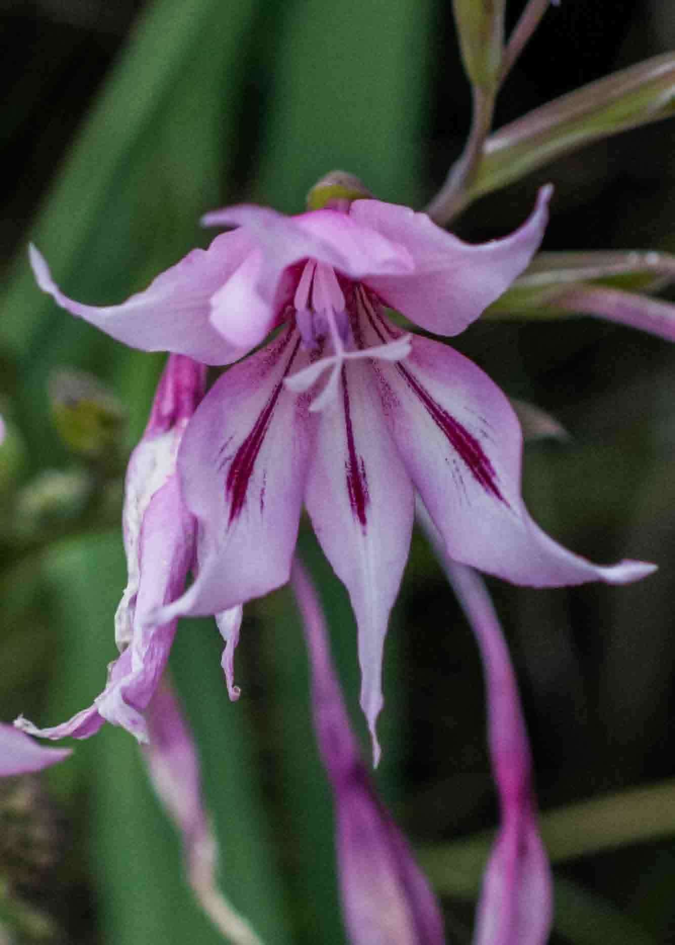 Imagem de Gladiolus microcarpus G. J. Lewis