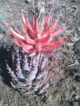 Image of Aloe longistyla Baker