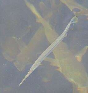 Image of Banded needlefish