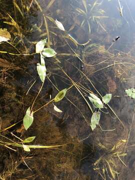 Plancia ëd Sagittaria cuneata E. Sheld.