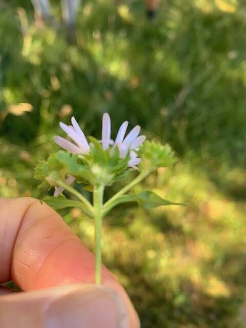 Image of Bracted American-Aster