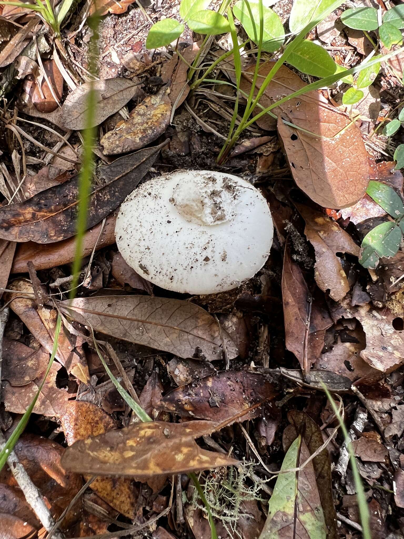 Image of Amanita aestivalis Singer 1959