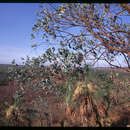 Image of Eucalyptus ceracea M. I. H. Brooker & C. C. Done