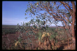 Image of Eucalyptus ceracea M. I. H. Brooker & C. C. Done