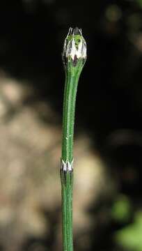 Image of variegated horsetail