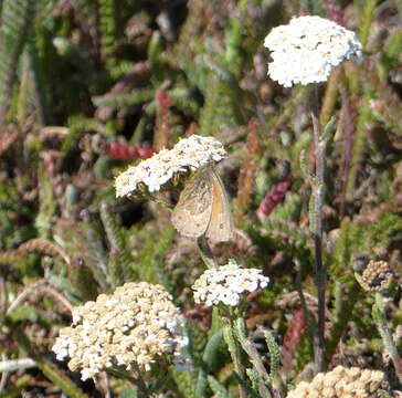 Imagem de Cosmosatyrus leptoneuroides Felder 1867