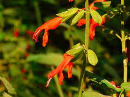 Image of Salvia gesneriiflora Lindl. & Paxton