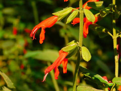 Image of Salvia gesneriiflora Lindl. & Paxton