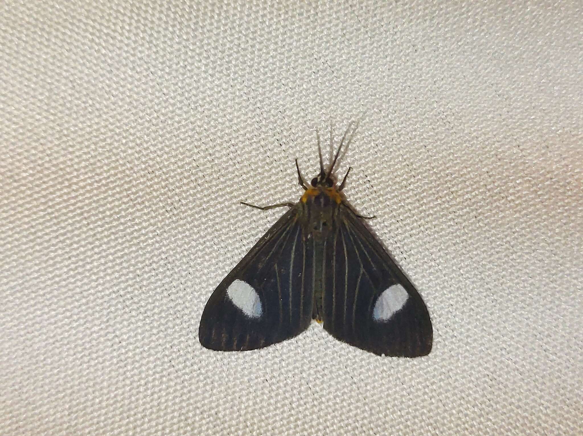 Image of Calodesma collaris Drury 1782