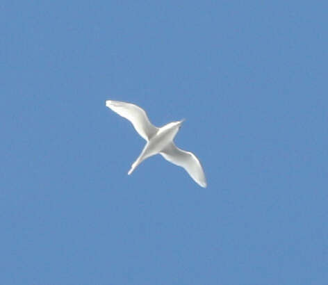 Image of White-tailed Tropicbird