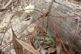 Image of Leucochrysum albicans (A. Cunn.) P. G. Wilson