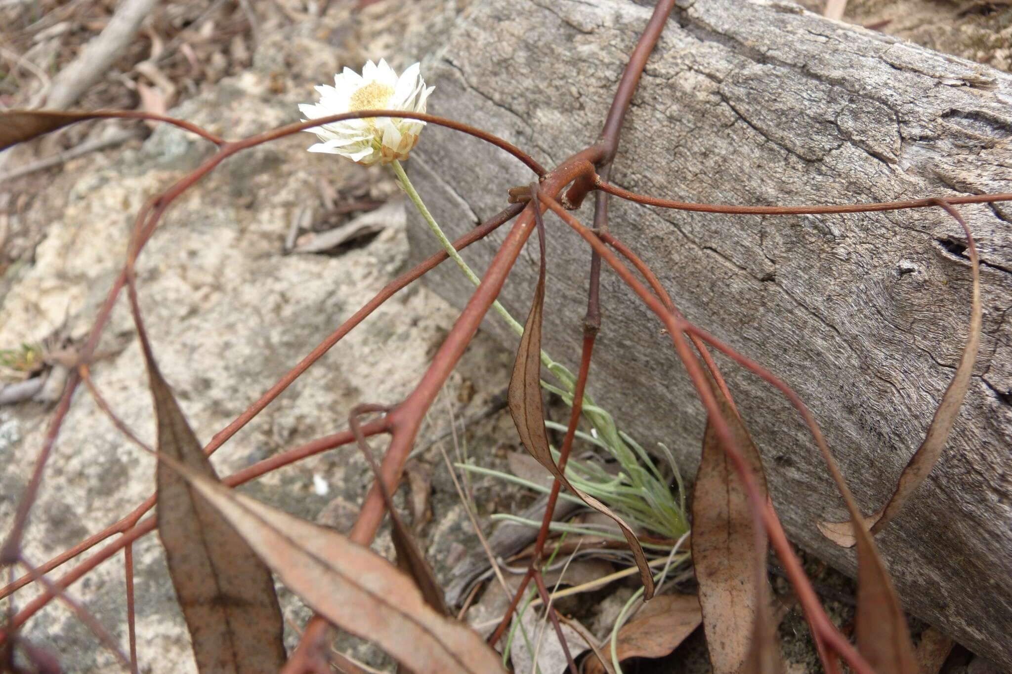 صورة Leucochrysum albicans (A. Cunn.) P. G. Wilson