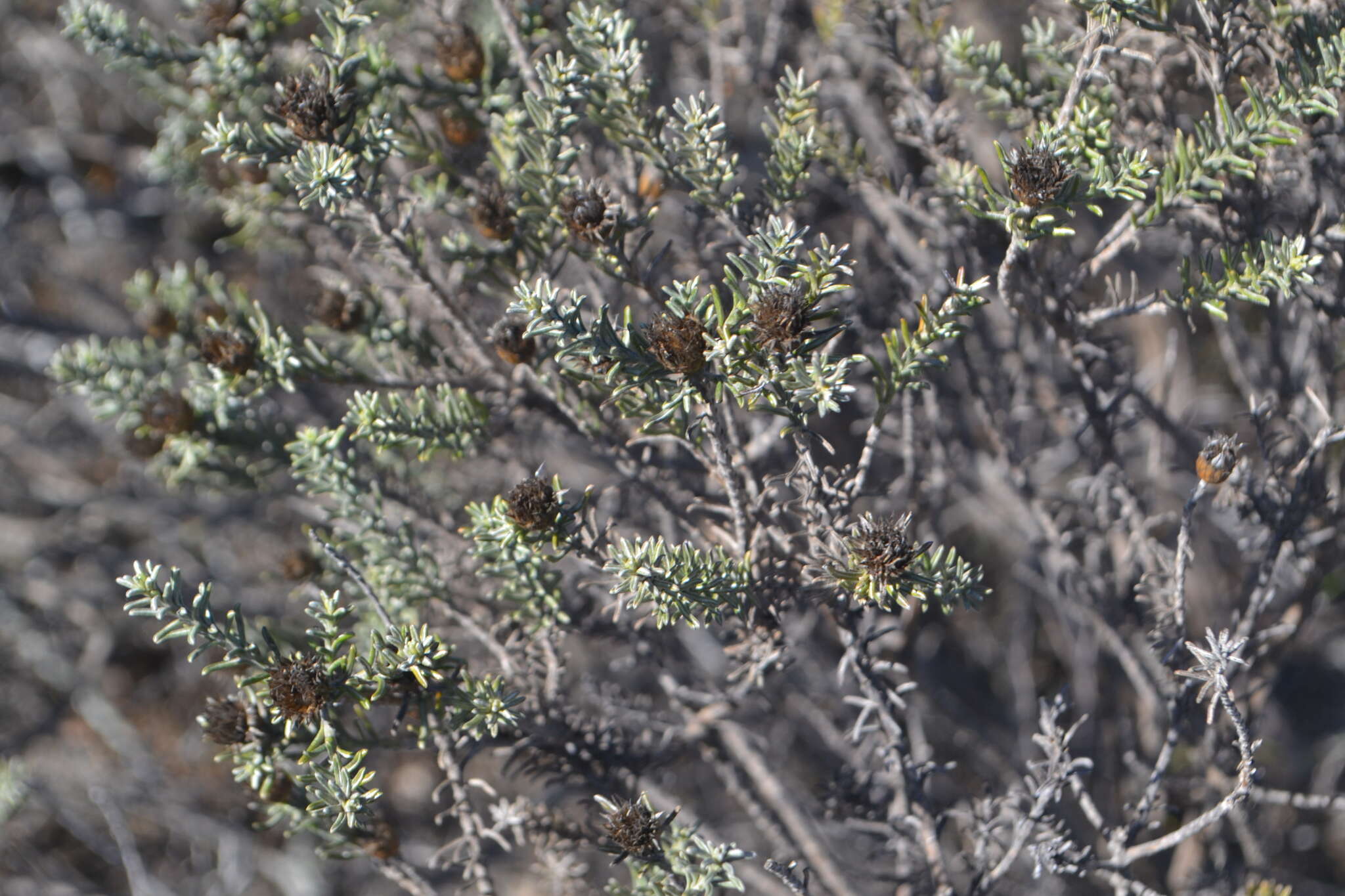 Image of Oedera fruticosa (L.) N. G. Bergh