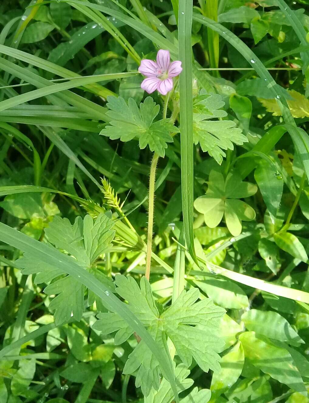 Imagem de Geranium seemannii Peyr.