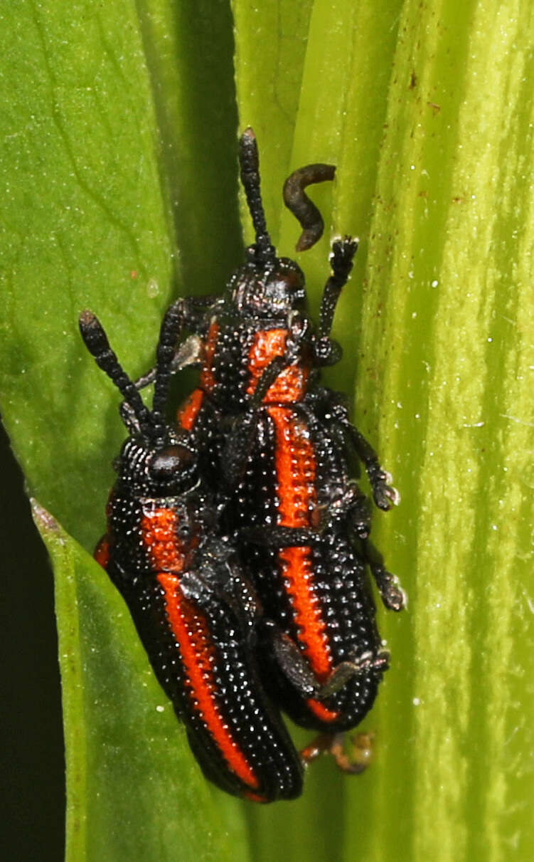 Image of Microrhopala xerene (Newman 1838)