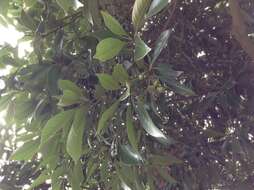 Image de Lithocarpus edulis (Makino) Nakai