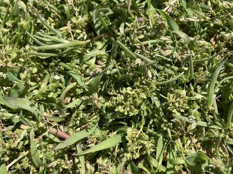 Image of Forked Pepperwort