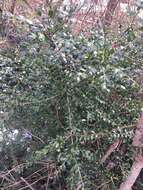 Image of Japanese holly