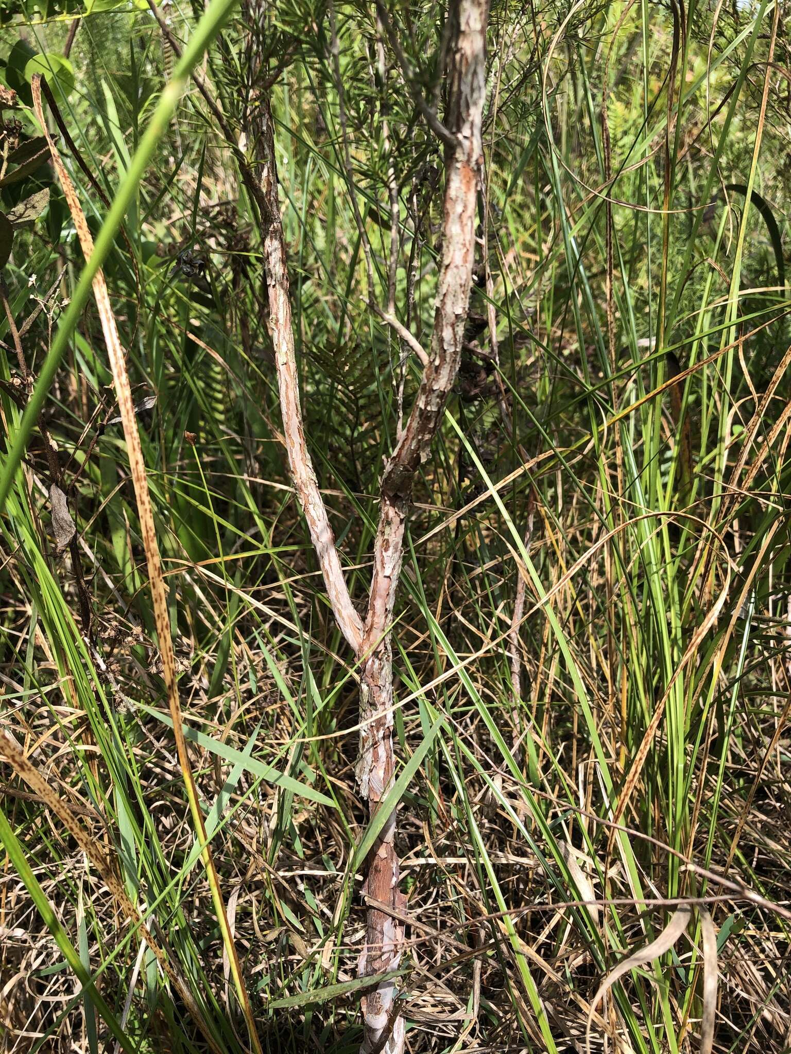 Image de Hypericum fasciculatum Lam.