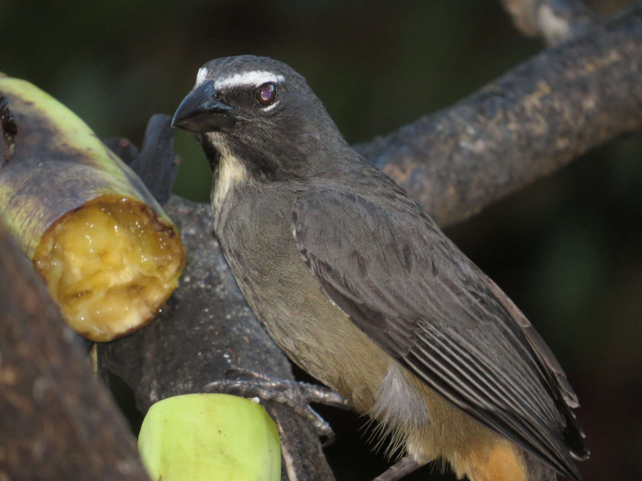 Image of Cinnamon-bellied Saltator