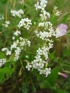 Image of Galium octonarium (Klokov) Pobed.