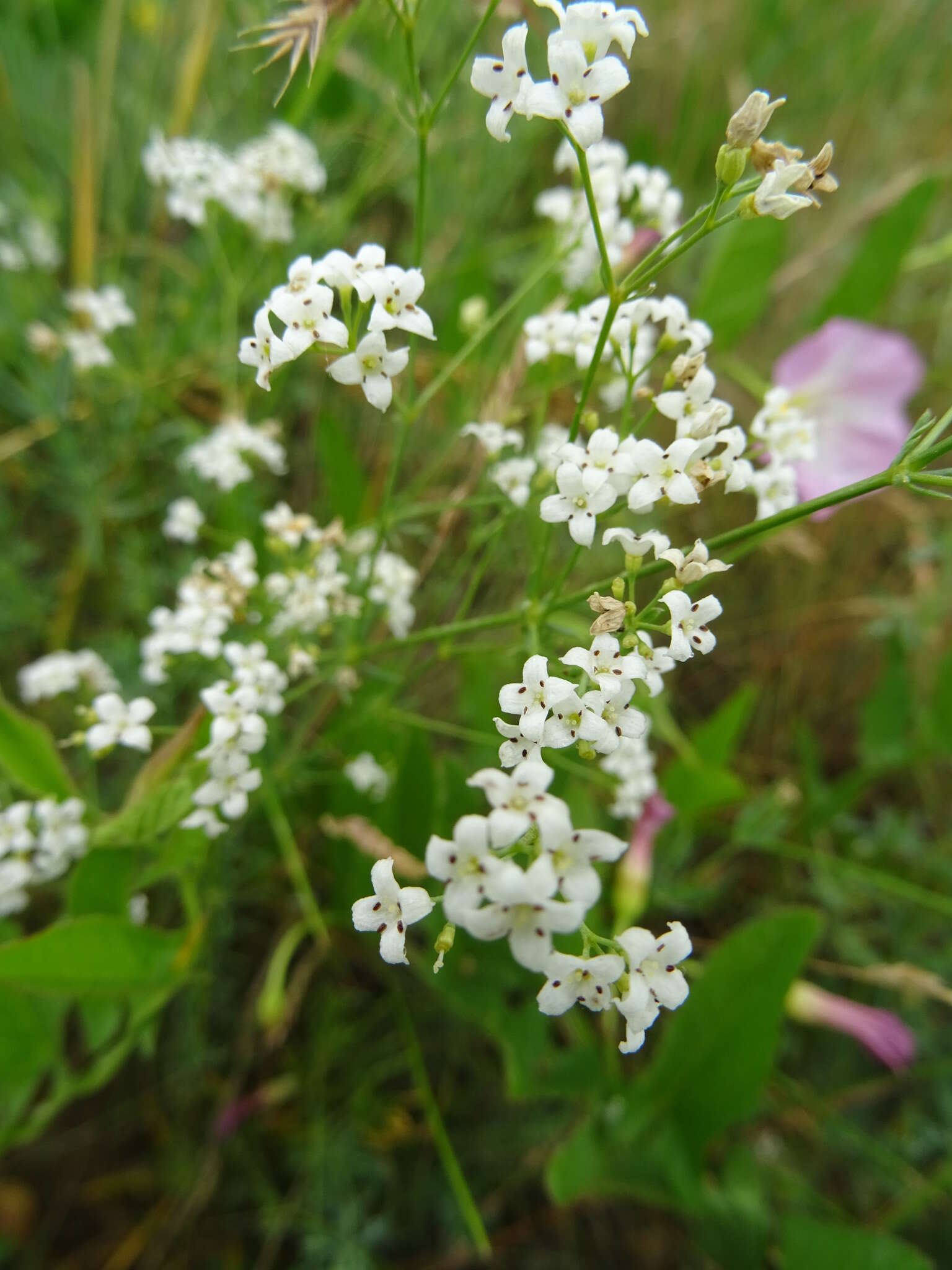 Image of Galium octonarium (Klokov) Pobed.