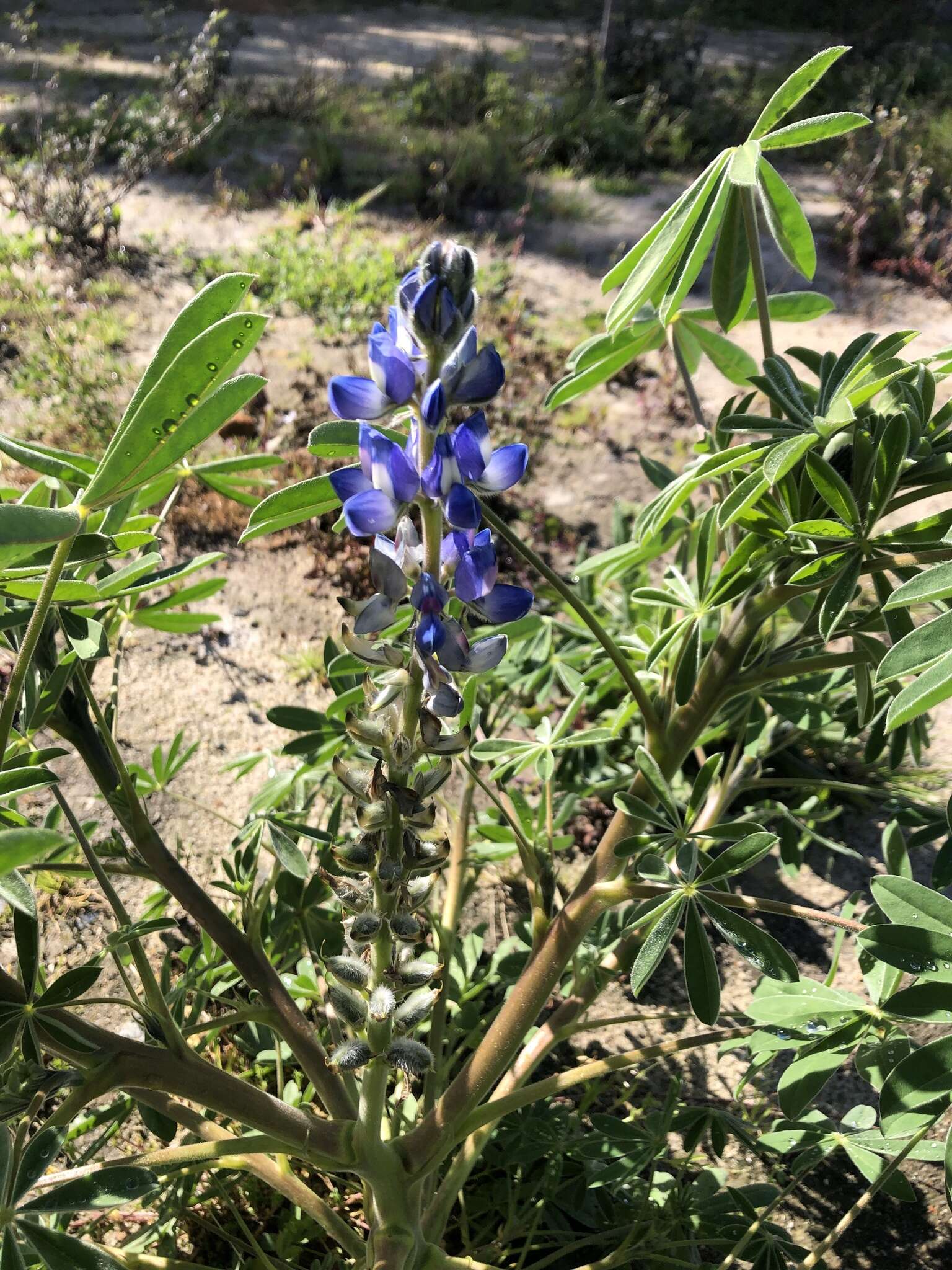 Image of Lupinus cosentinii Guss.