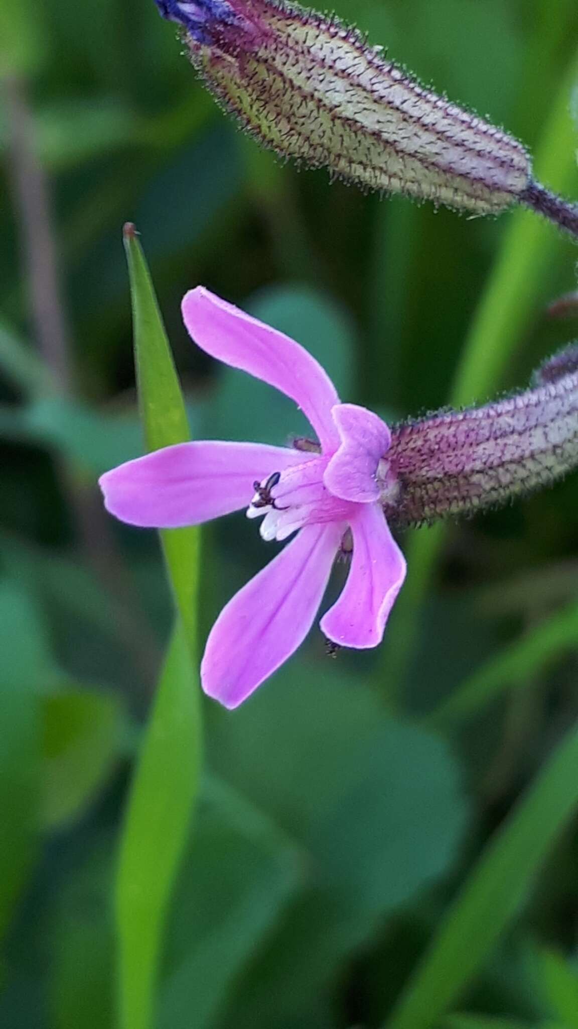 Imagem de Silene fuscata Brot.