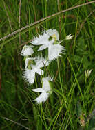 Pecteilis radiata (Thunb.) Raf. resmi