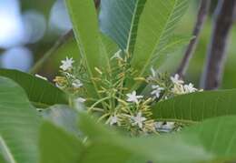 Alstonia macrophylla Wall. ex G. Don resmi