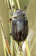 Sivun Phyllophaga (Tostegoptera) lanceolata (Say 1824) kuva