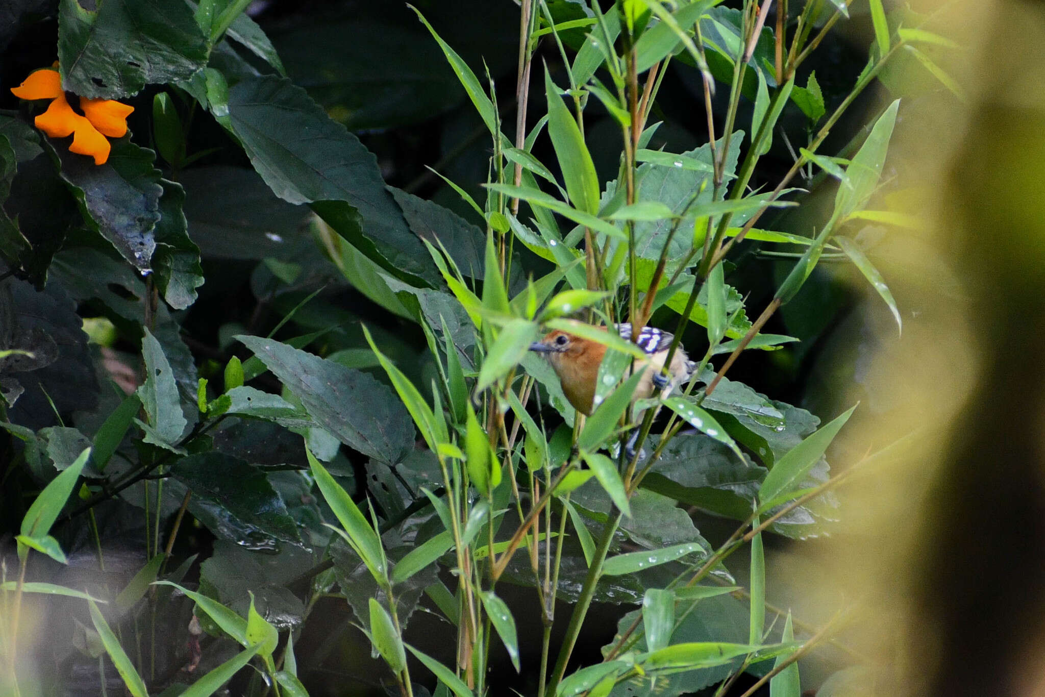 Image of Pacific Antwren