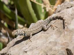 Image of Sceloporus merriami annulatus Smith 1937