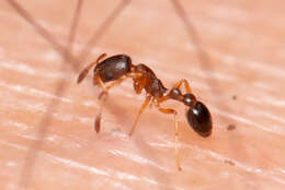 Image of Ant