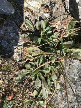 Image of Cutler's alpine goldenrod