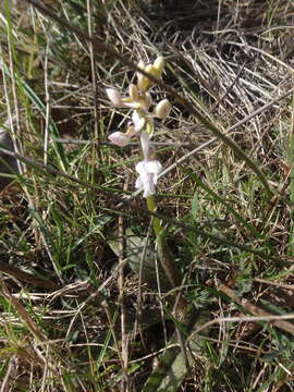 Слика од Orchis olbiensis Reut. ex Gren.