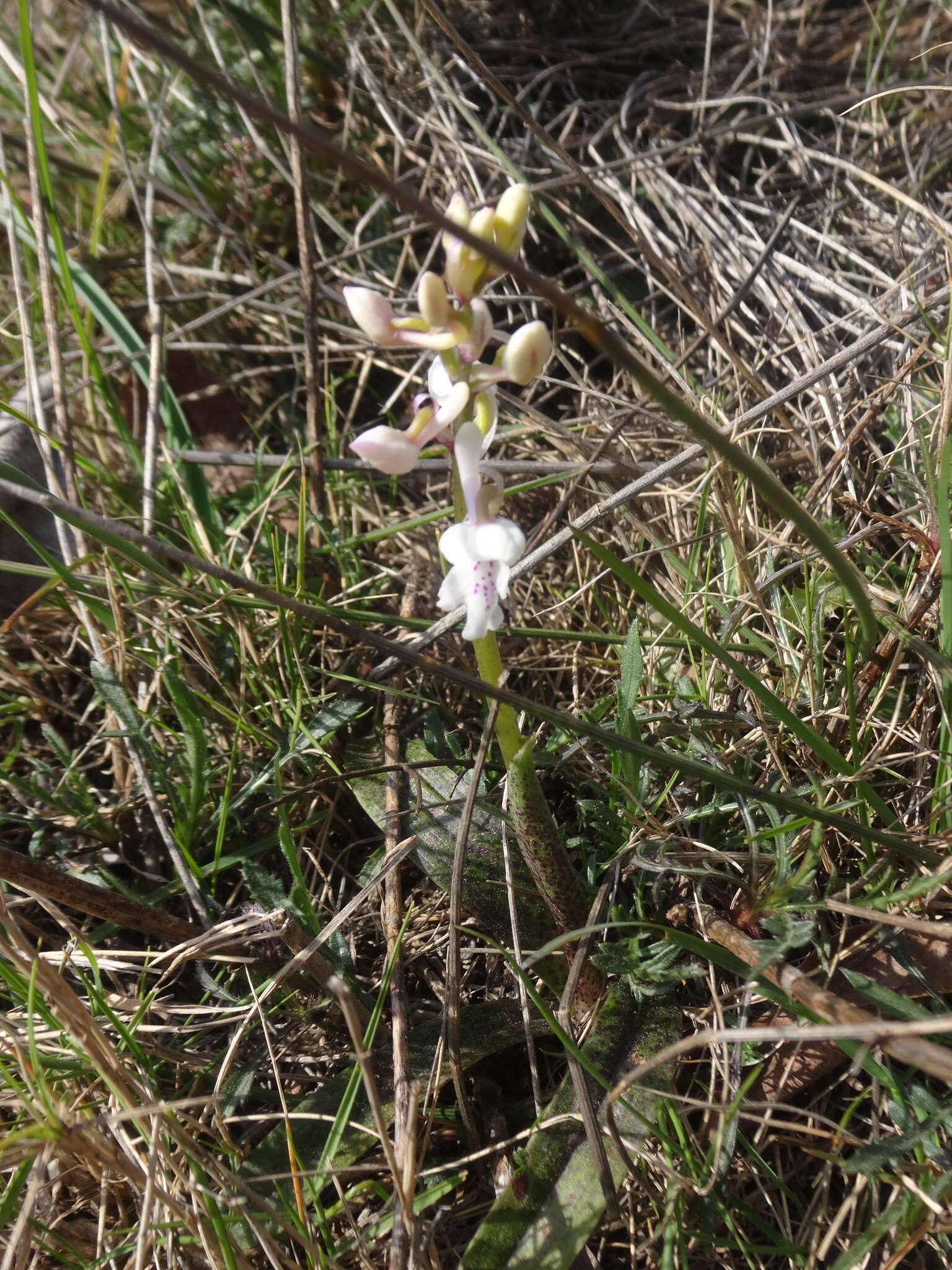 Image of Orchis olbiensis Reut. ex Gren.