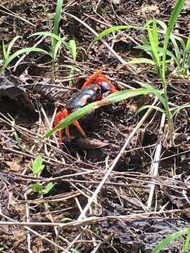 Image of Mexican Land Crab