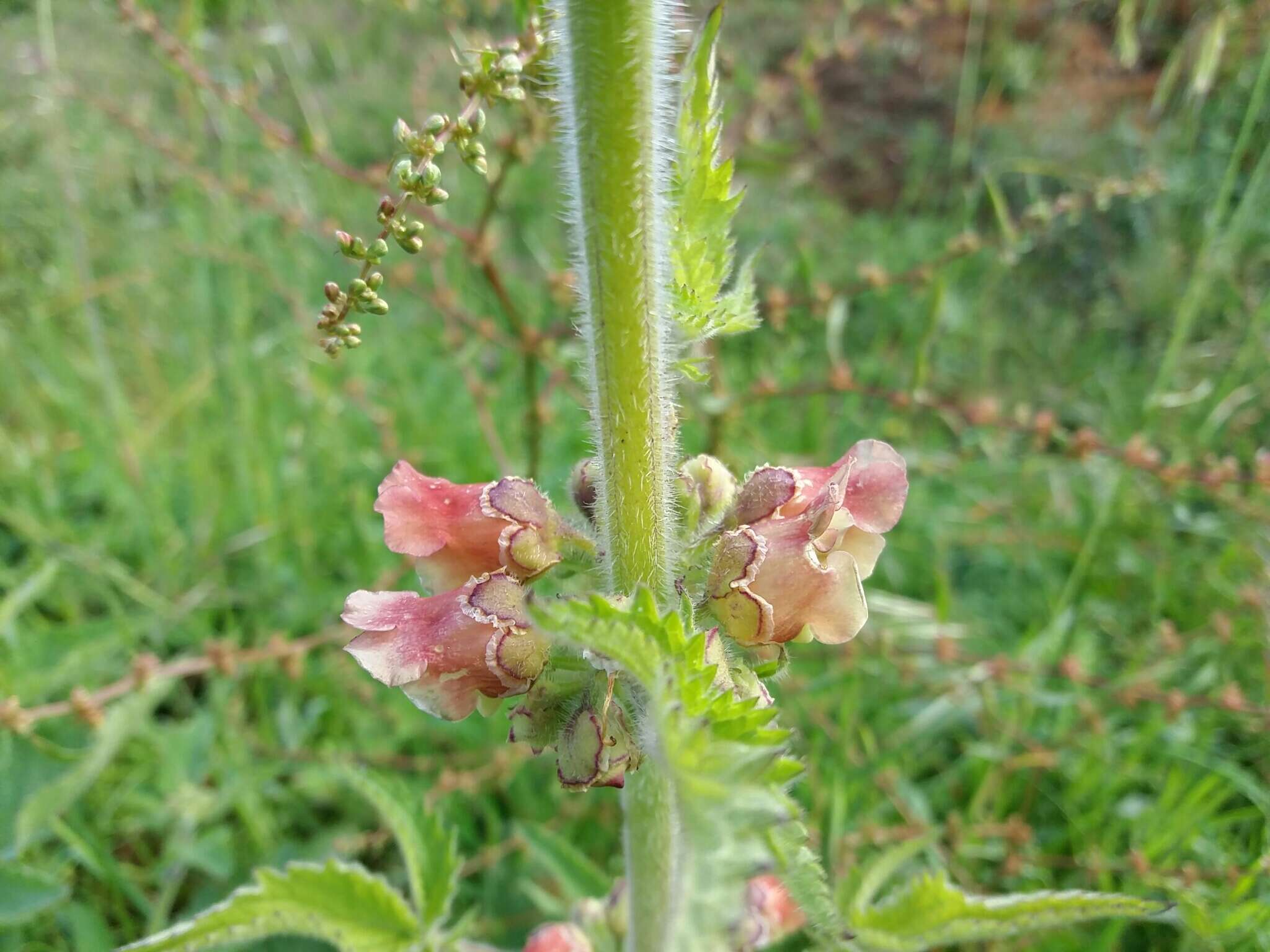 Image of Scrophularia grandiflora DC.
