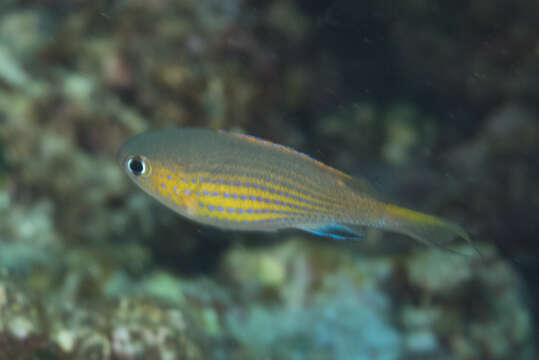 Plancia ëd Chromis vanderbilti (Fowler 1941)