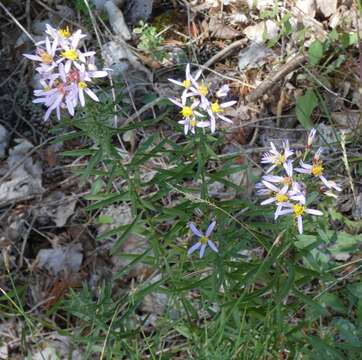 Image of Galatella sedifolia (L.) Greuter