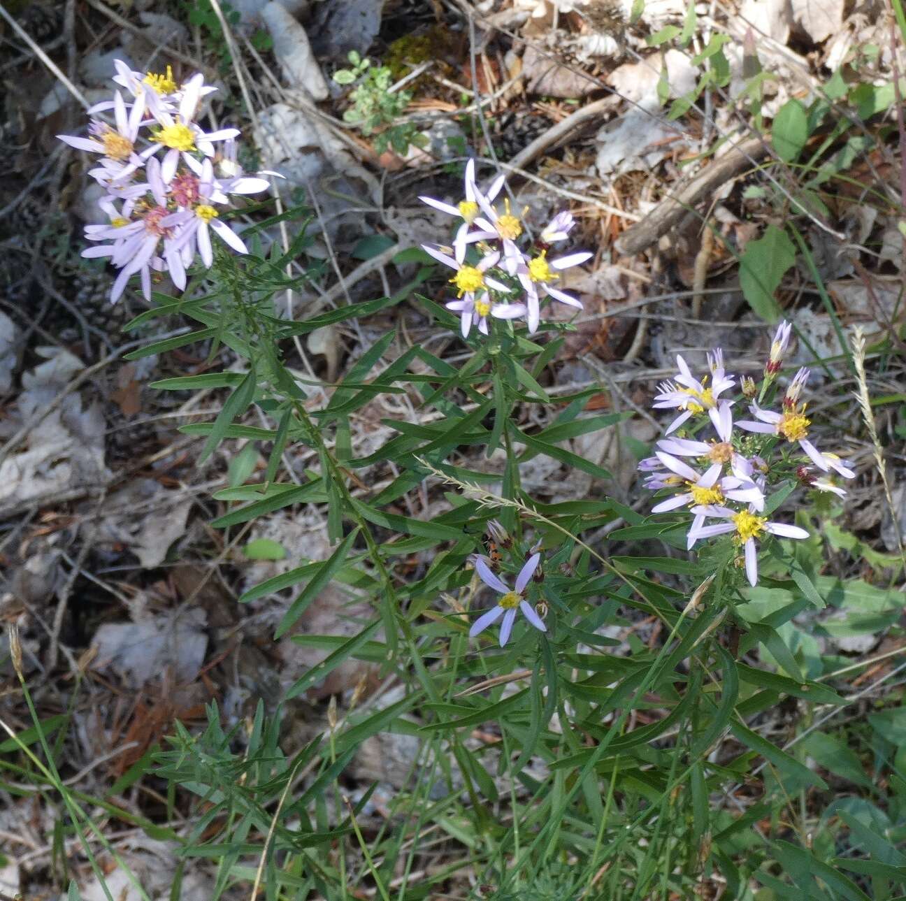 Plancia ëd Galatella sedifolia (L.) Greuter