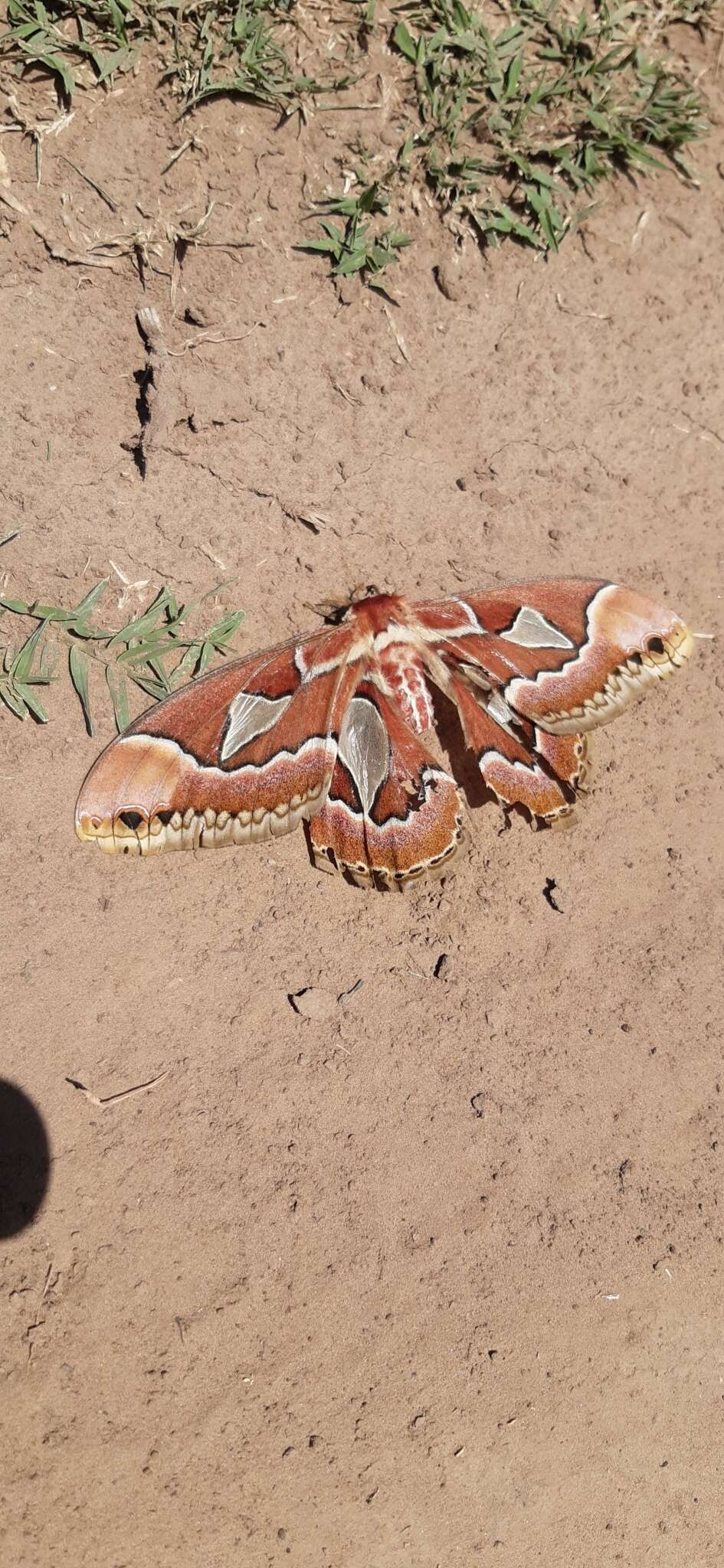 Image of Rothchild's Atlas Moth