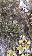 Phaeophyscia nigricans (Flörke) Moberg resmi