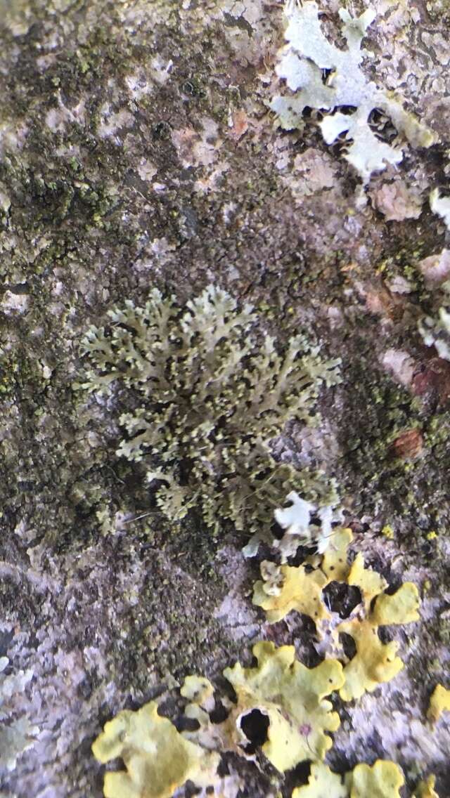 Phaeophyscia nigricans (Flörke) Moberg resmi