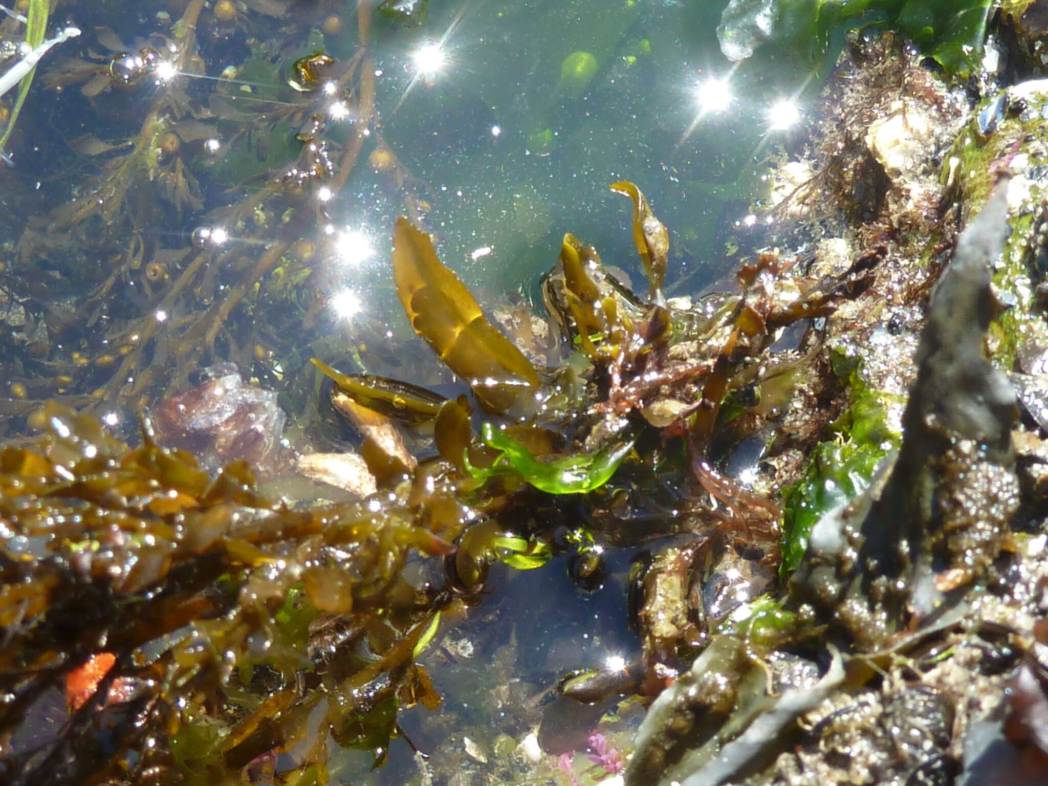 Слика од Sargassum muticum