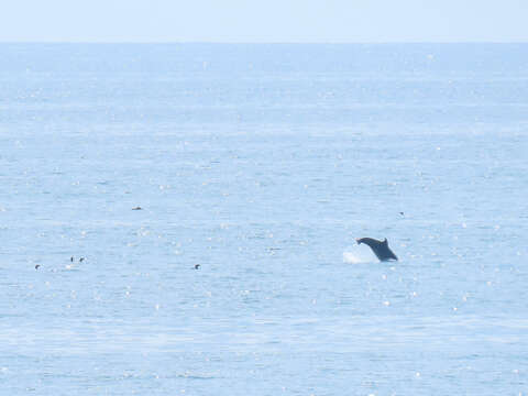 Imagem de Tursiops truncatus ponticus Barabash-Nikiforov 1940