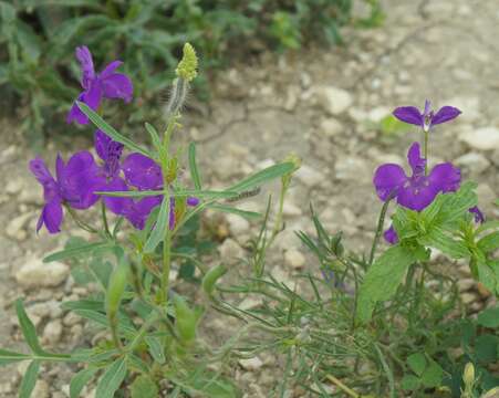 Image of Consolida regalis subsp. divaricata (Ledeb.) Munz