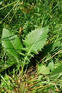 Image of Klasea lycopifolia (Vill.) A. & D. Löve