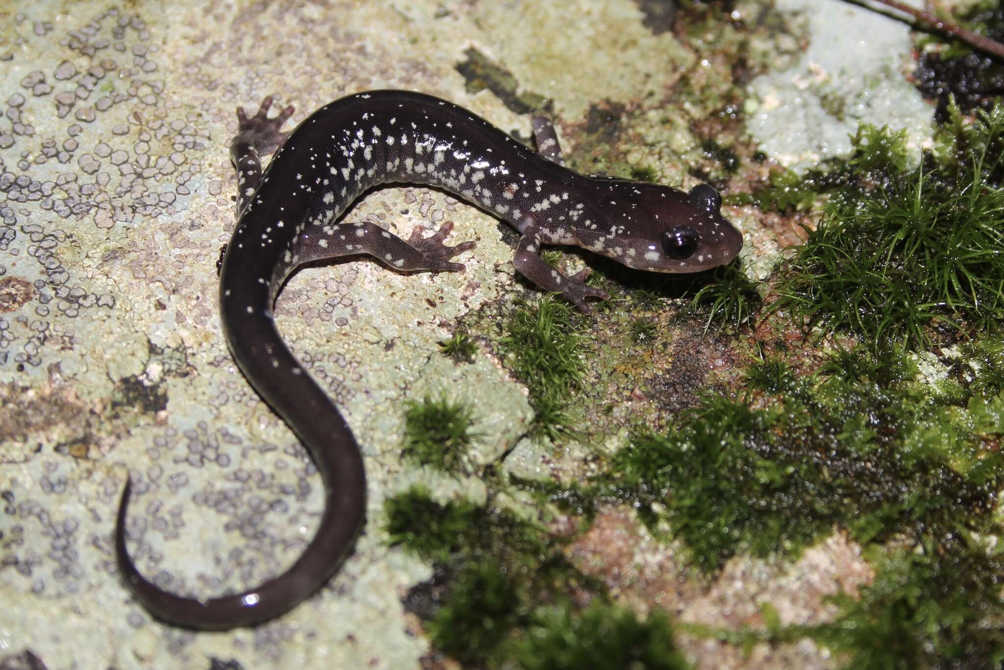 Image of White-spotted Salamander